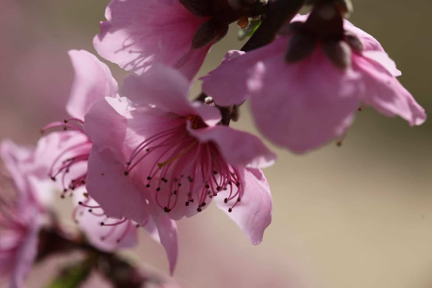 estigmas de primavera